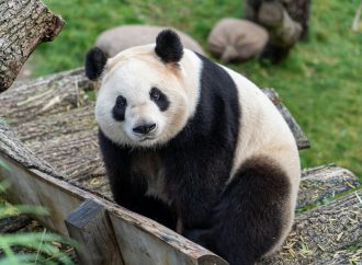 The 800-Pound Panda in Obama’s Asia Speech