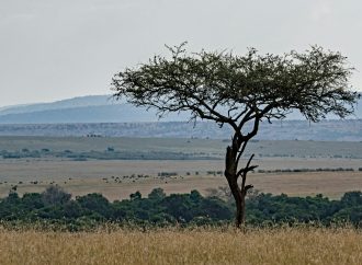 Exploring Global Governance Networks