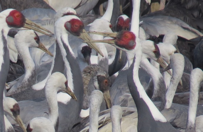Korean Demilitarized Zone Essential to Thousands of Migratory Birds