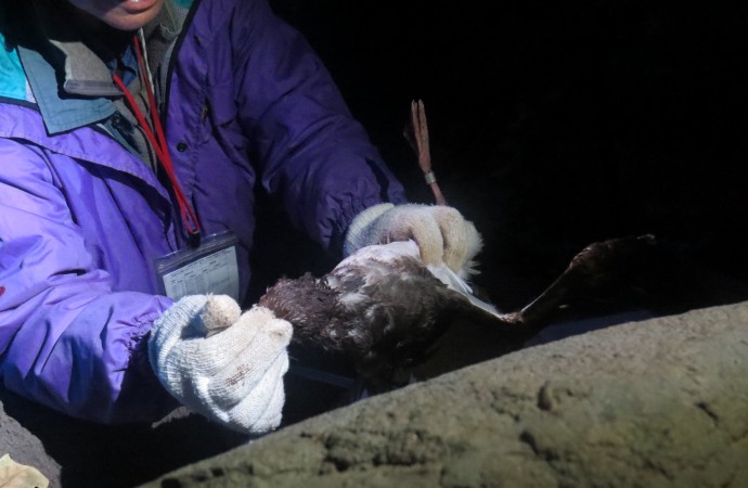 Sentinels of the Pacific: What Seabirds Tell Us about the Oil Industry