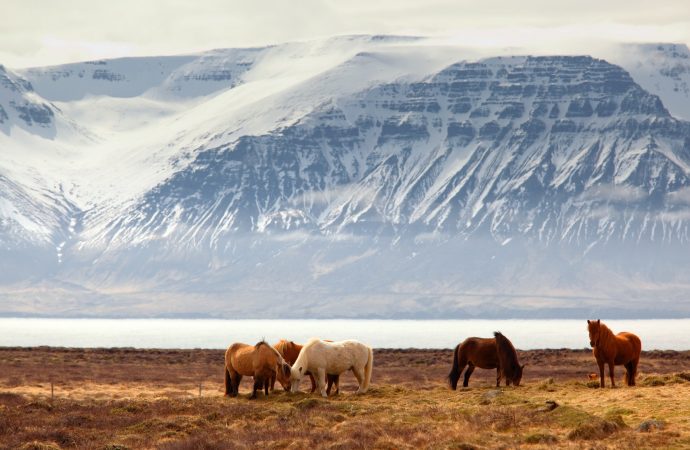 Réorganisation de la représentation du Québec dans le monde: Jouer la carte nordique